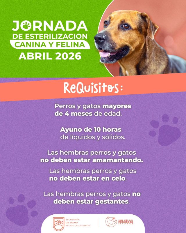 esterilizacion perros y gatos