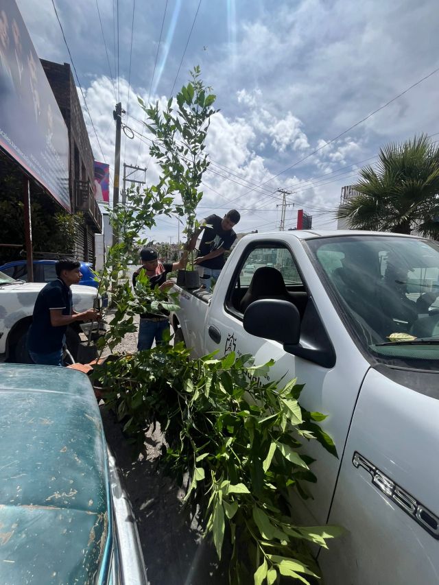retiro arboles postes