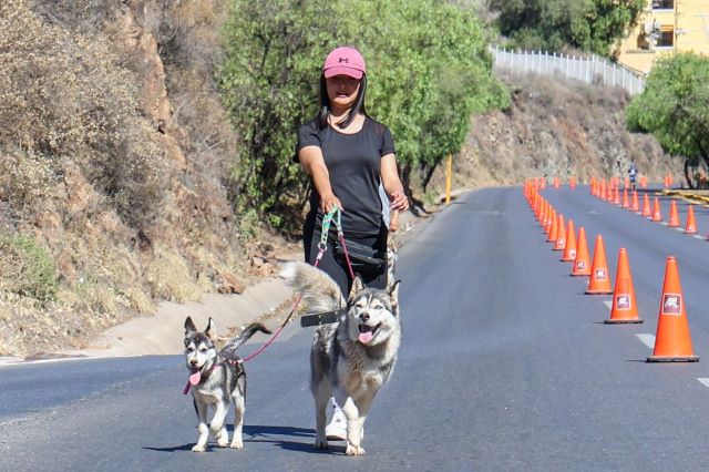 caminata mascotas