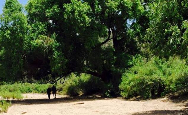 mi árbol y yo