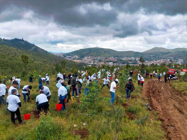 reforestaciones voluntarios