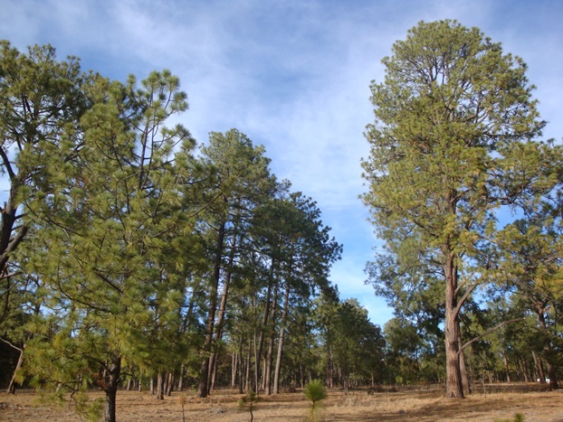 Monte Escobedo Zacatecas