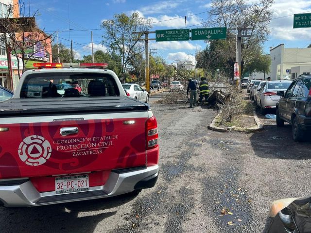 arbol caido en GS