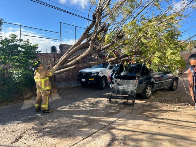 arbol sobre autos