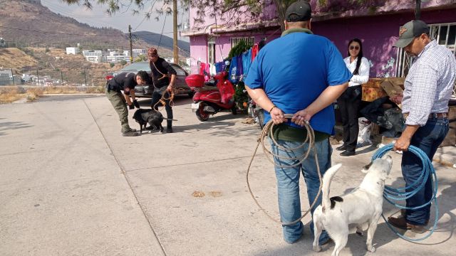 Se llevaron a todos los de la calle en busca de los canes agresivos que reportaron vecinos captura de perros