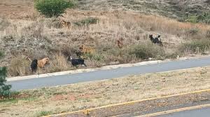 Foto de Internet perros callejeros