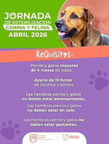 esterilizacion perros y gatos