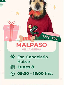 esterillizaciones mascotas