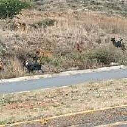 perros callejeros