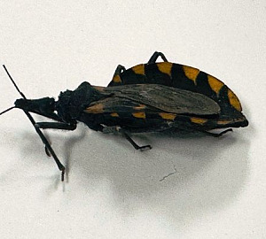 WhatsApp Image 2026 04 14 at 12.38.05 PM