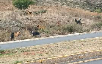 perros callejeros