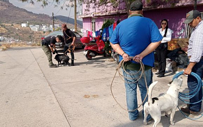 captura de perros