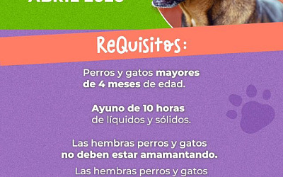 esterilizacion perros y gatos