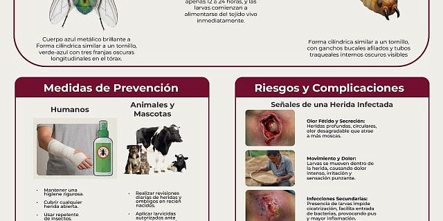 miasis trancoso